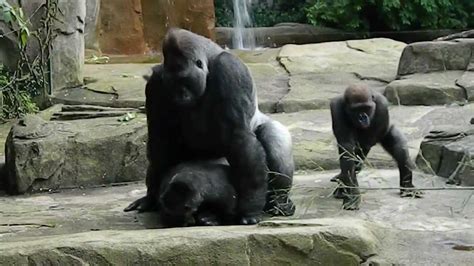 gorilla porn sex|Gorilla Sex Porn Videos .